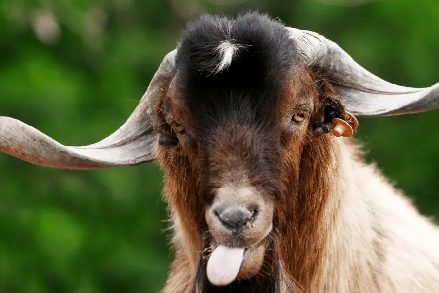 goat pain relief medicine