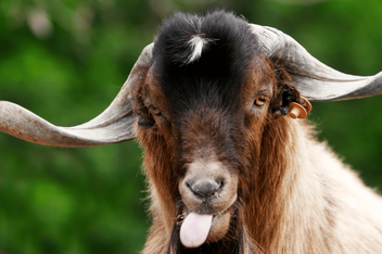 Goat Pain Medication – Agriculture Site, 42% OFF