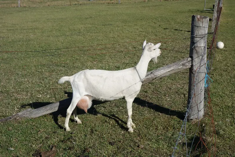 Goat Udder Swollen On One Side