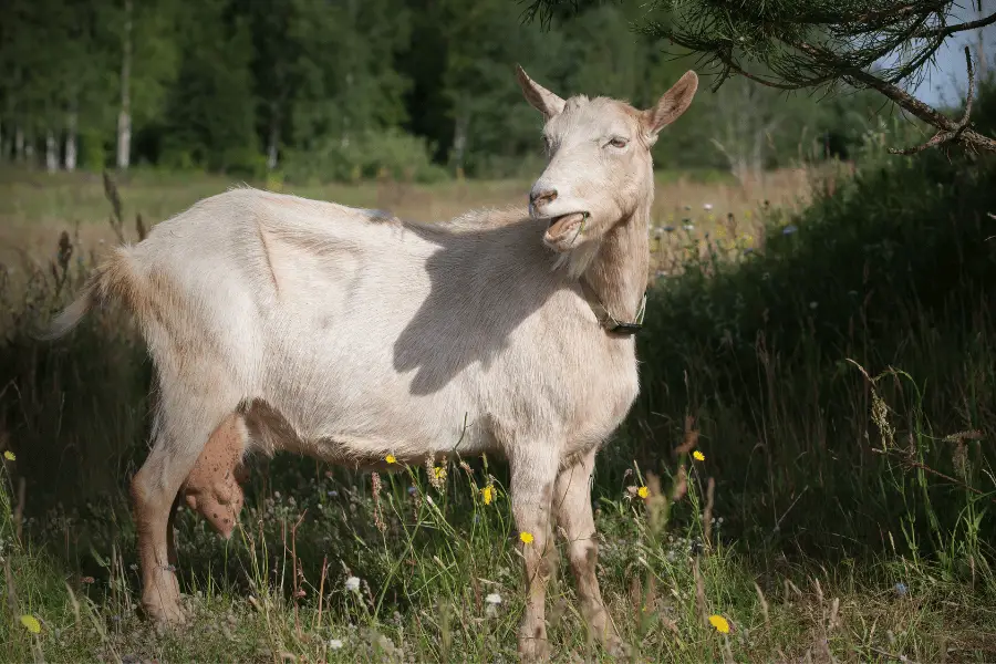Goat Udder Problems: Common Problems That New Farmers Should Be Aware Of