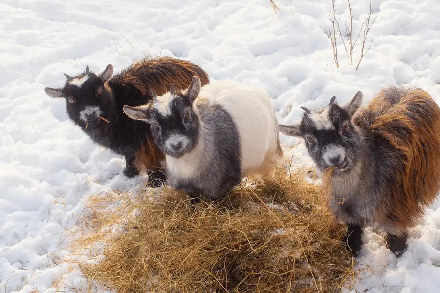 Goat Lice worse in winter