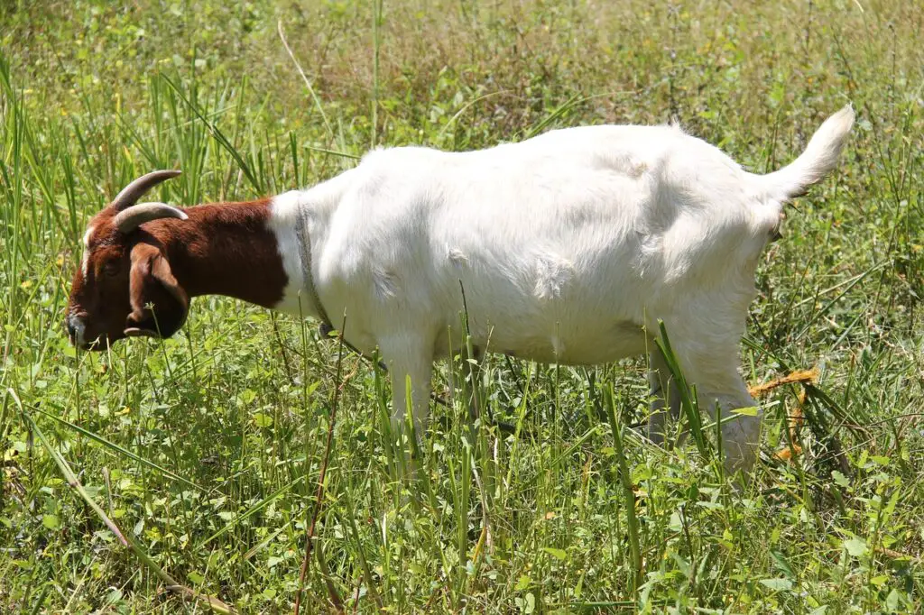 African Boer Goat