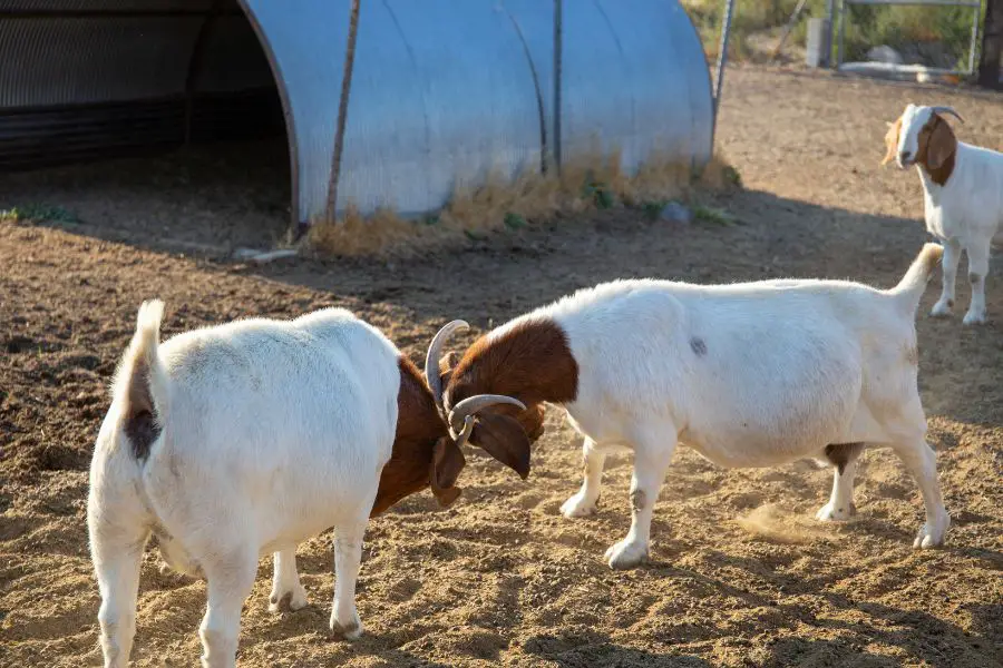 African Boer Goats