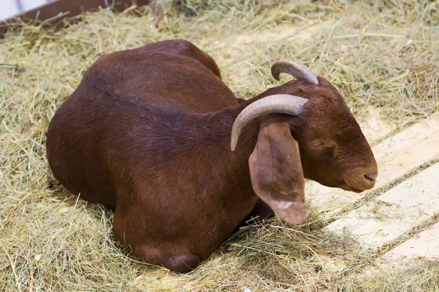 Kalahari Goat vs Boer Goat