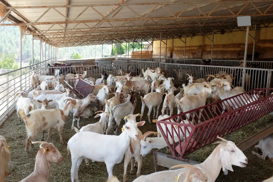 Common Health Problems in Goats