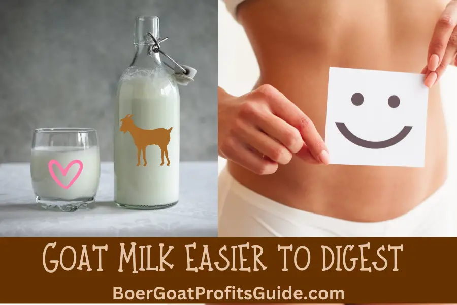 Goat Milk easier to digest