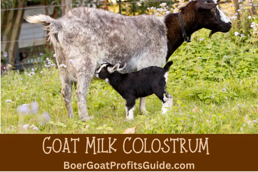 Goat Milk Colostrum