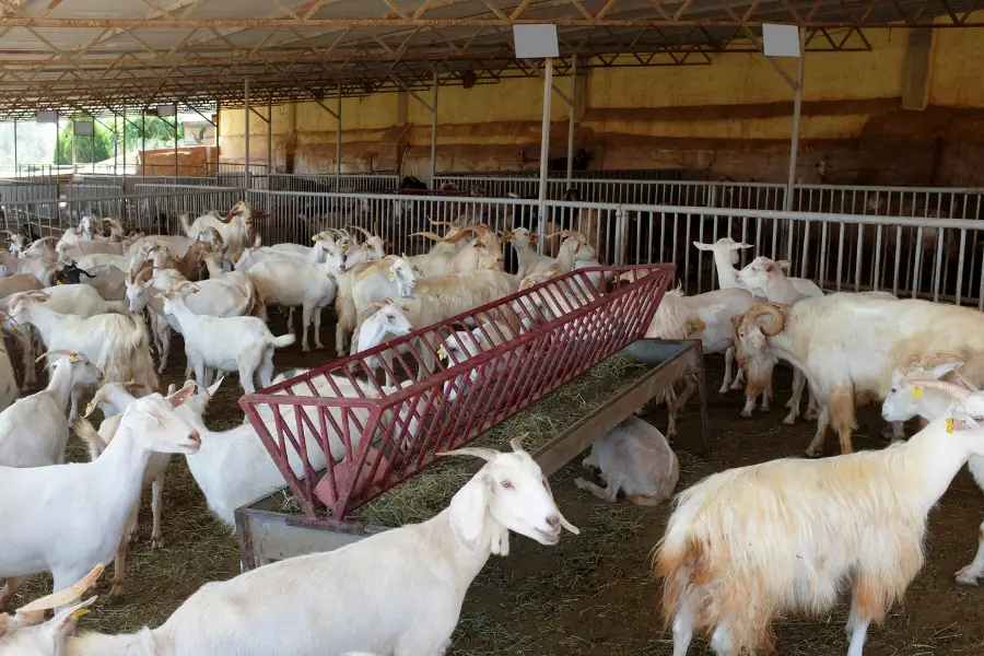Coccidiosis in goats treatment - prevention is key