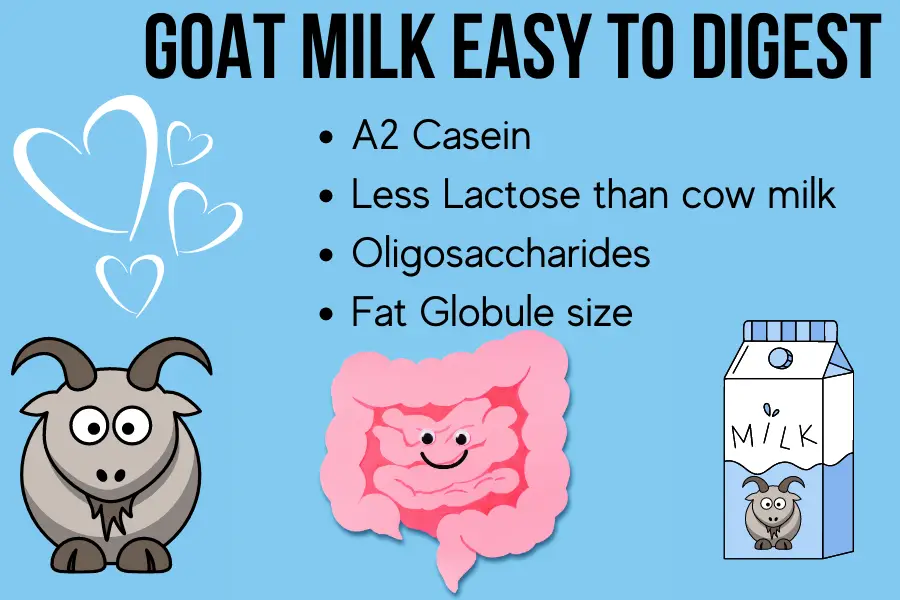 Infographic showing why goat milk is easier to digest