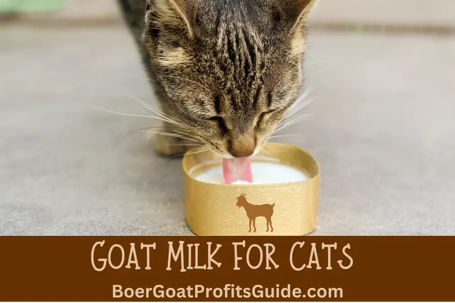 Goat Milk for Cats