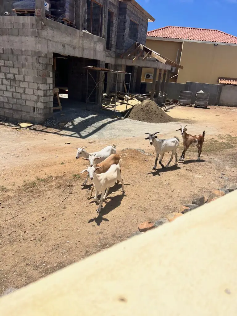 Aruba Goats