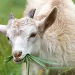 Do Goats Know What Not to Eat: A Comprehensive Guide on Their Dietary Selection