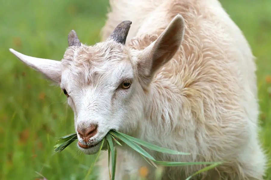 Do Goats Know What Not to Eat: A Comprehensive Guide on Their Dietary Selection
