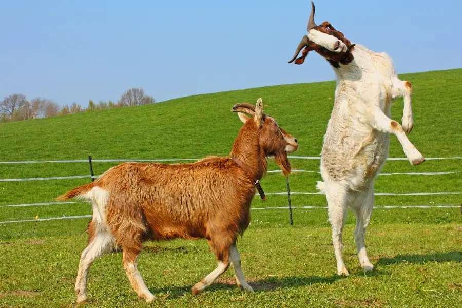 How To Tell If Goats Are Fighting Or Playing: Key Signs and Behavior Differences