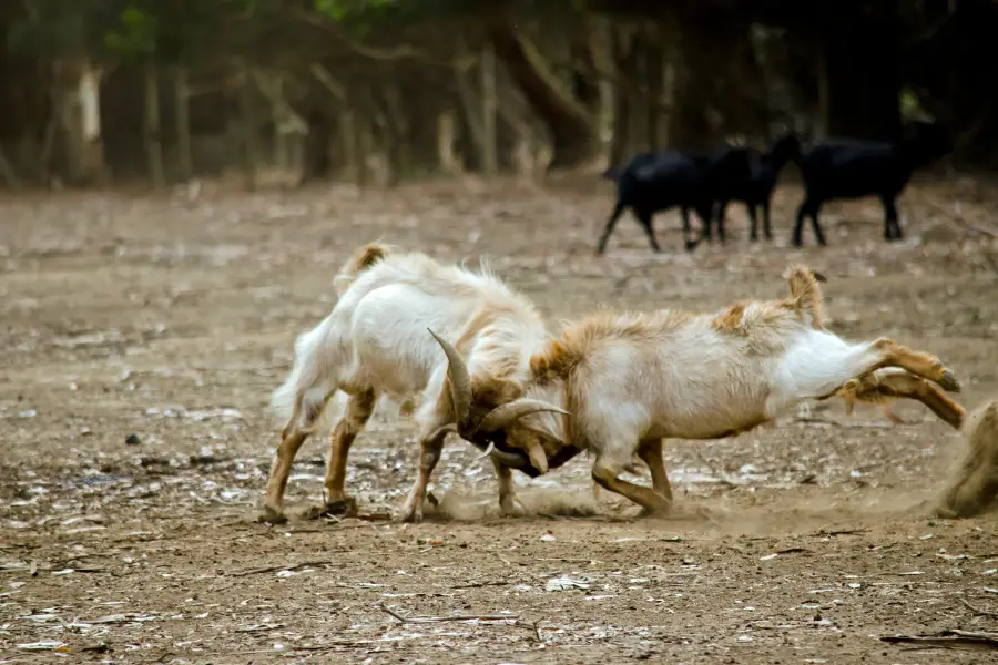 How To Tell If Goats Are Fighting Or Playing